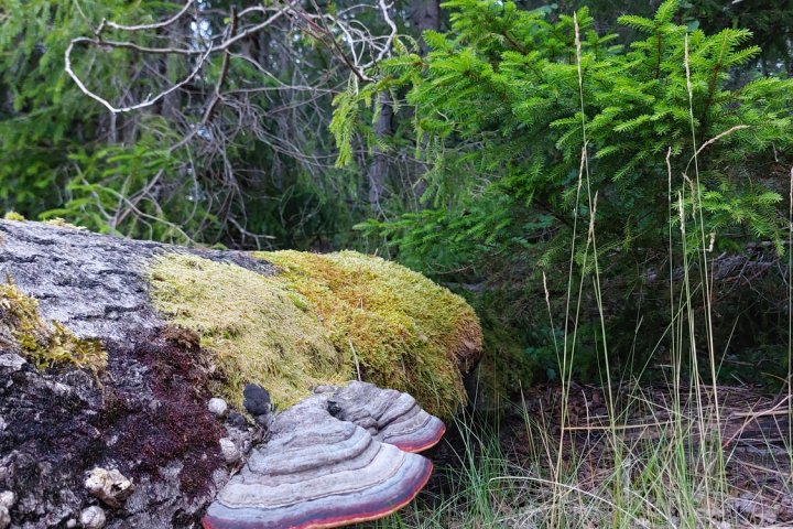 Scandtrack Kanutour Schweden 20250714214809