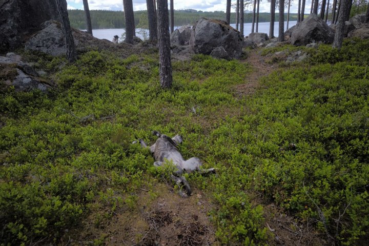 Scandtrack Kanutour Schweden 1000117818