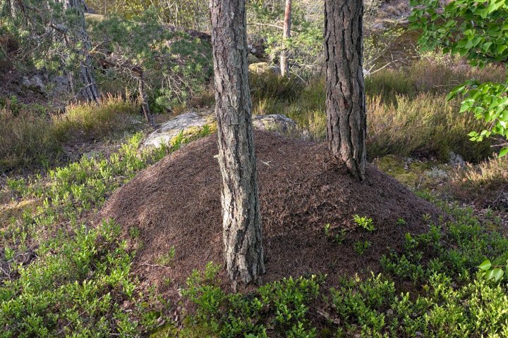 Scandtrack Kanutour Schweden PXL20260524050059841RAW-01MPCOVER