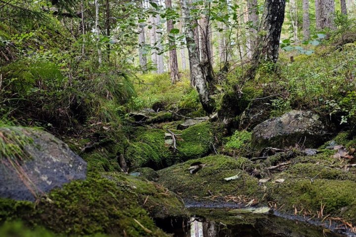 Scandtrack Kanutour Schweden 1000174568