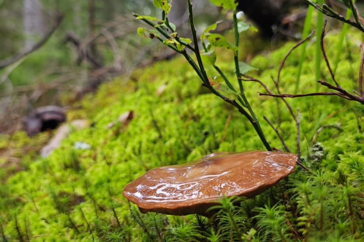 Scandtrack Kanutour Schweden 1000174584