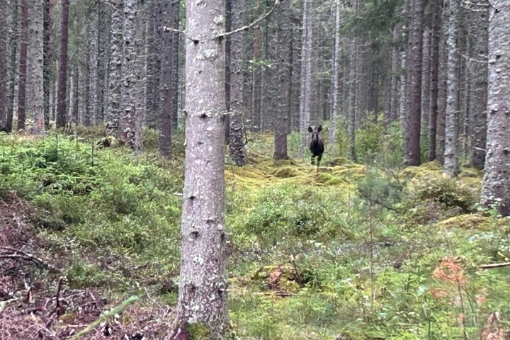 Scandtrack Kanutour Schweden 1000175837
