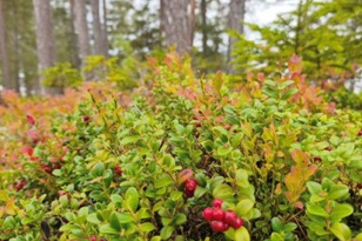 Scandtrack Kanutour Schweden Tag-4-Natur