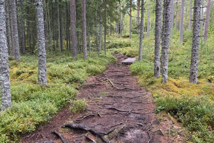 Scandtrack Kanutour Schweden IMG3990